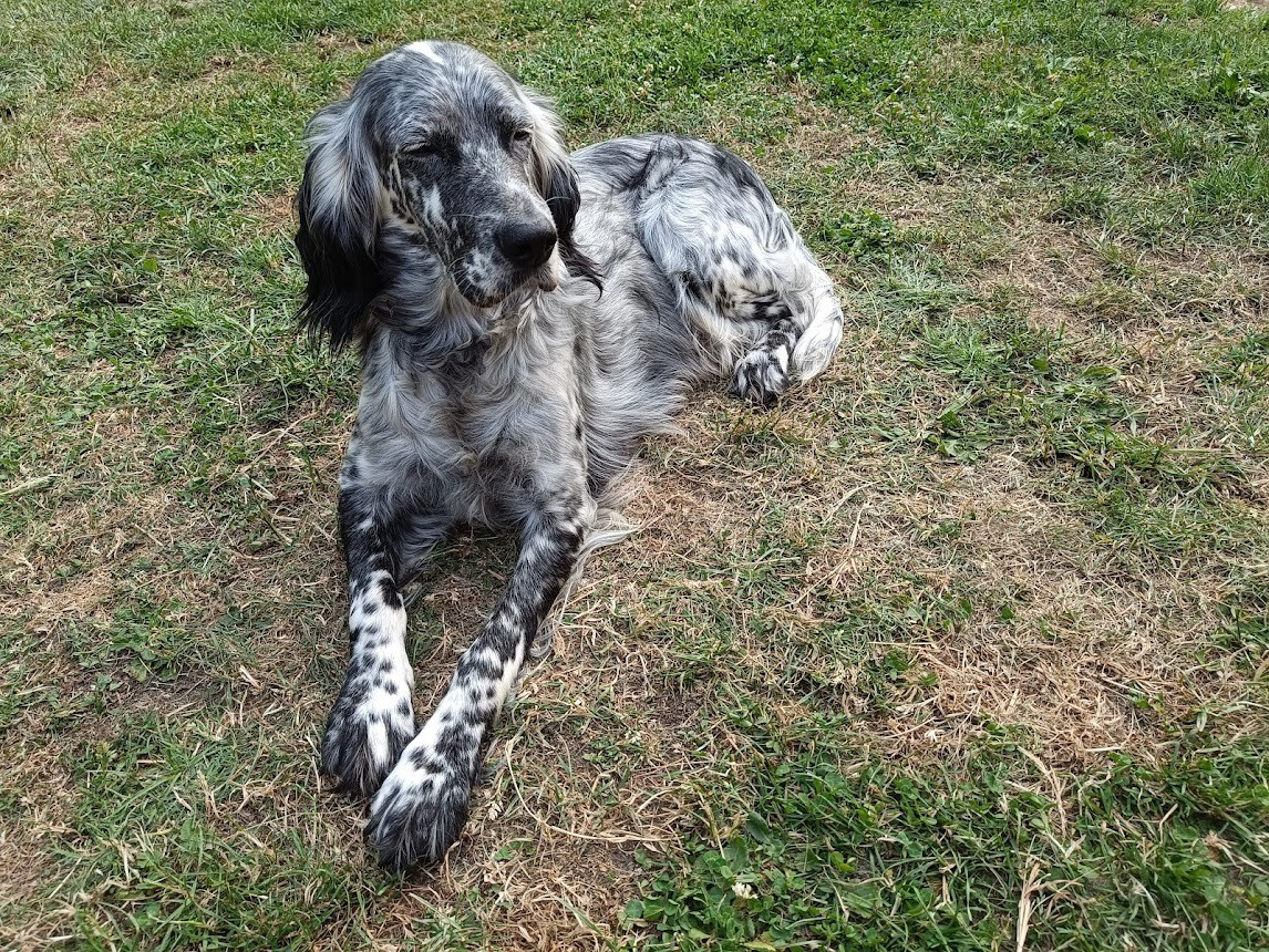 Taïga 1 du bois hamon